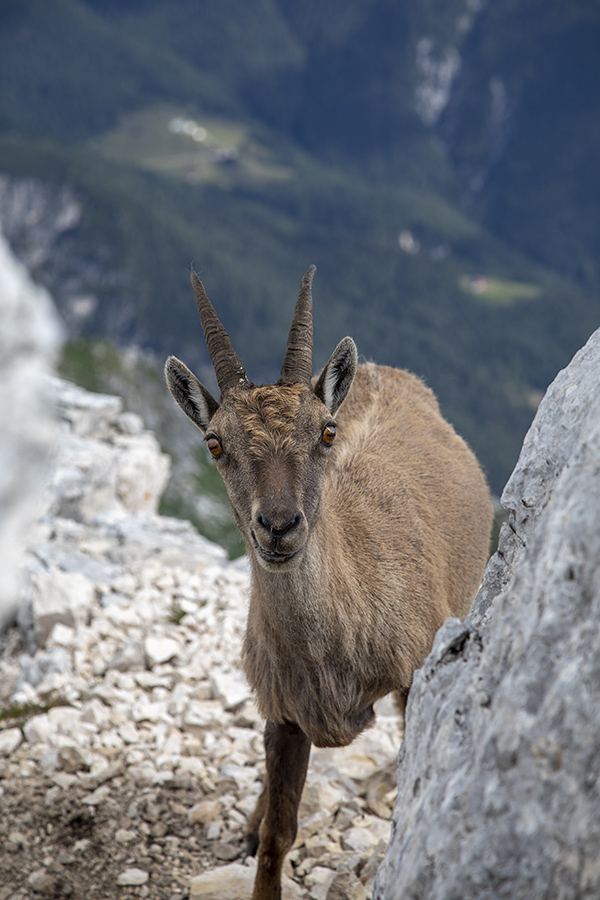 Kozoroginja
Kozoroginja
Ključne besede: kozorog capra ibex ibex