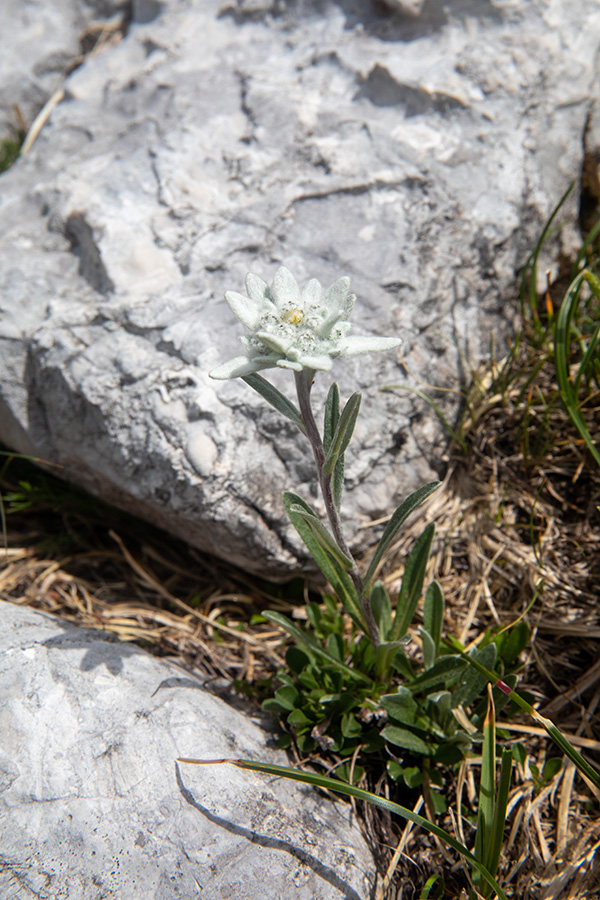 Planika
Tudi kakšna cvetoča planika se že najde. Rušnati vrh.
Ključne besede: planika leontopodium alpinum