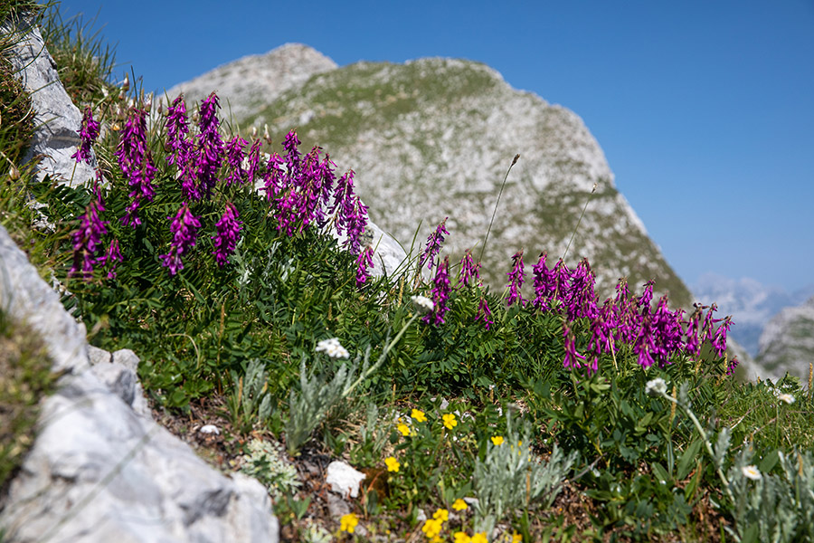 Alpska medenica
Alpska medenica na Batognici.
Ključne besede: alpska medenica hedysarum hedysaroides