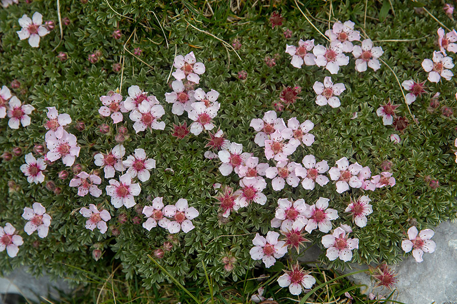 Triglavska roža
Triglavska roža pod Vrhom Grubje.
Ključne besede: triglavska roža potentilla nitida