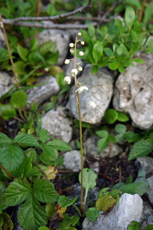 Okroglolistna zelenka
Okroglolistna zelenka (Pyrola rotundifolia). Spet gre za dokaj redko rastlino. Pastirjev plaz pod Žalostnico ob meliščih.
Ključne besede: okroglolistna zelenka pyrola rotundifolia