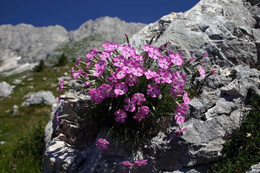 Divji klinček
Divji klinček (Dianthus sylvestris). Ta krasen šopek se je bohotil na planini Pecol.
Ključne besede: divji klinček dianthus sylvestris