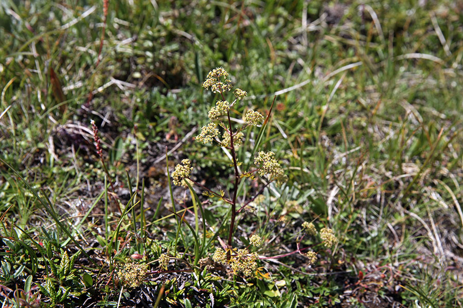 Kranjska trinija
V grebenu Velekega Špičja.
Ključne besede: kranjska trinija trinia glauca subsp. carniolica