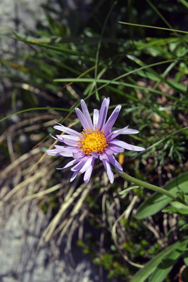 Alpska nebina
Alpska nebina (Aster alpinus). Po nenehnih neurjih je kar težko dobiti neuničen cvet. Zadnjiški Ozebnik.
Ključne besede: alpska nebina aster alpinus
