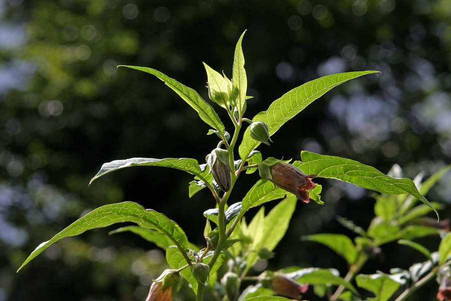 Volčja češnja
Volčja češnja (Atropa belladonna). Do 1,5m visoka zelo strupena rastlina. Na Jelovici.
Ključne besede: volčja češnja atropa belladonna