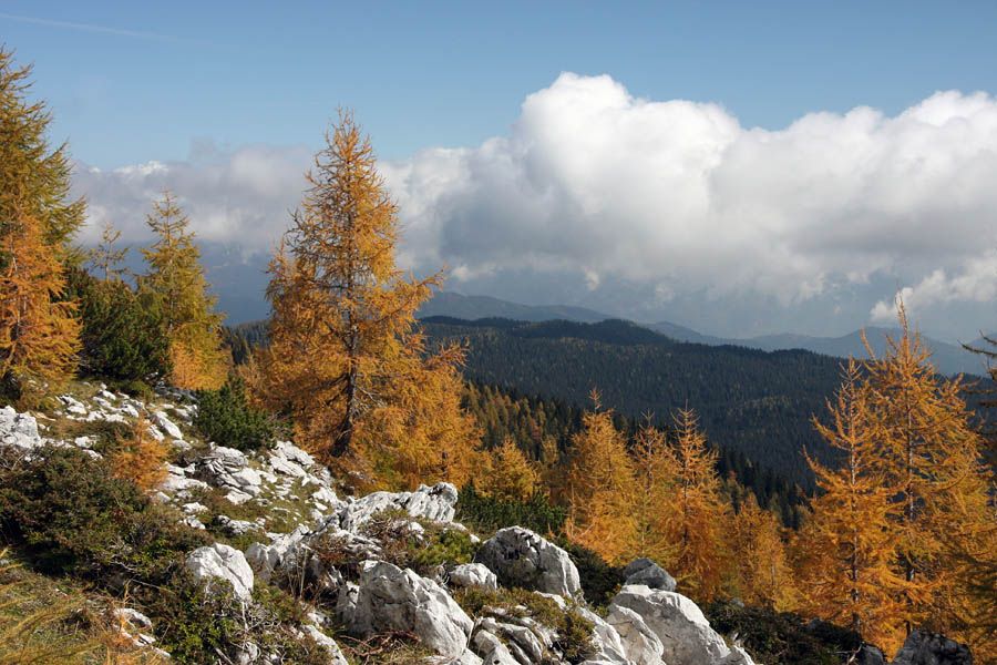 Jesen na Mrežcah
Macesni na poti proti Mrežcam (nad planino Lipanca).
Ključne besede: mrežce lipanca