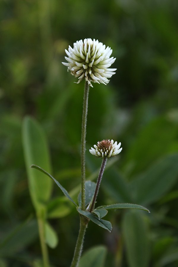 Gorska detelja
Gorska detelja (Trifolium montanum)
Ključne besede: gorska detelja trifolium montanum