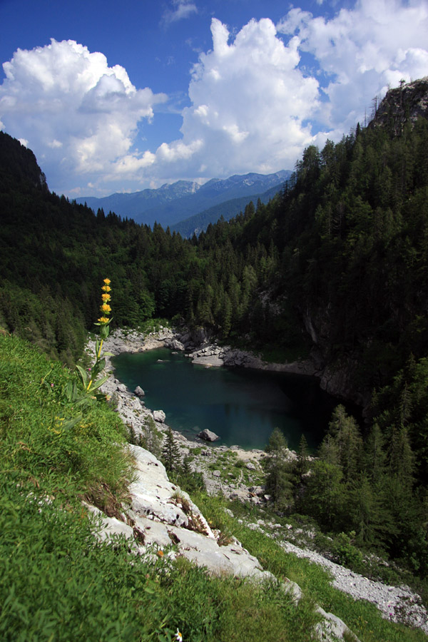 Jezero s košutnikom
Črno jezero in cvetoči košutnik.
Ključne besede: črno jezero