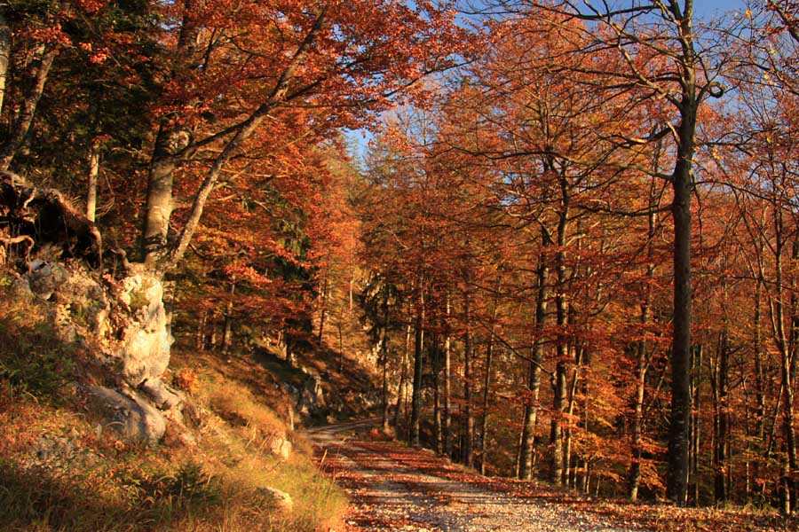 Jesen na Jelovici
Gozdna cesta na Jelovici.
Ključne besede: jelovica jesen