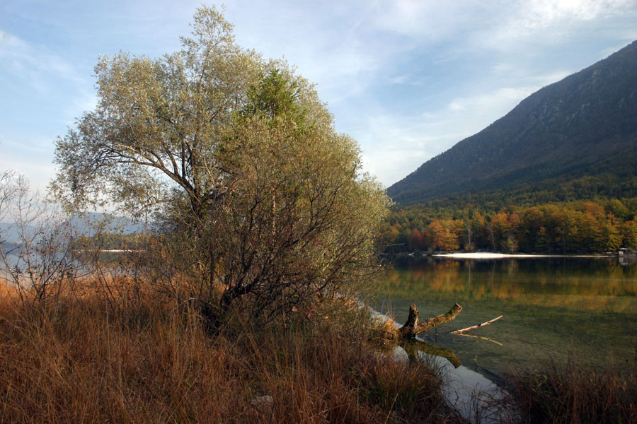 Jesen
Jesen ob Bohinjskem jezeru. Težko je reči, kateri letni čas je v Bohinju najlepši.
Ključne besede: bohinjsko jezero jesen