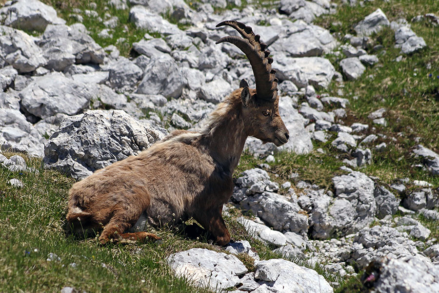 Kozorog
Kozorogi so popoldan precej leni. 
Ključne besede: kozorog capra ibex ibex