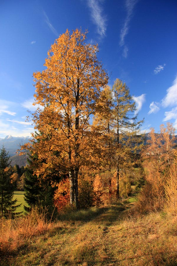 Jesen na Mlakah I
Čudovit popoldanski sprehod z vasi Ravne Proti Nemškemu Rovtu. Del od koder je posnetek se imenuje Mlake.
Ključne besede: mlake ravne nemški rovt