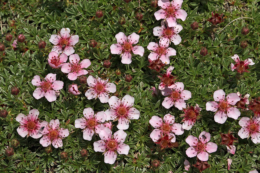 Triglavska roža
Triglavska roža na sedlu Škrbina
Ključne besede: triglavska roža potentilla nitida