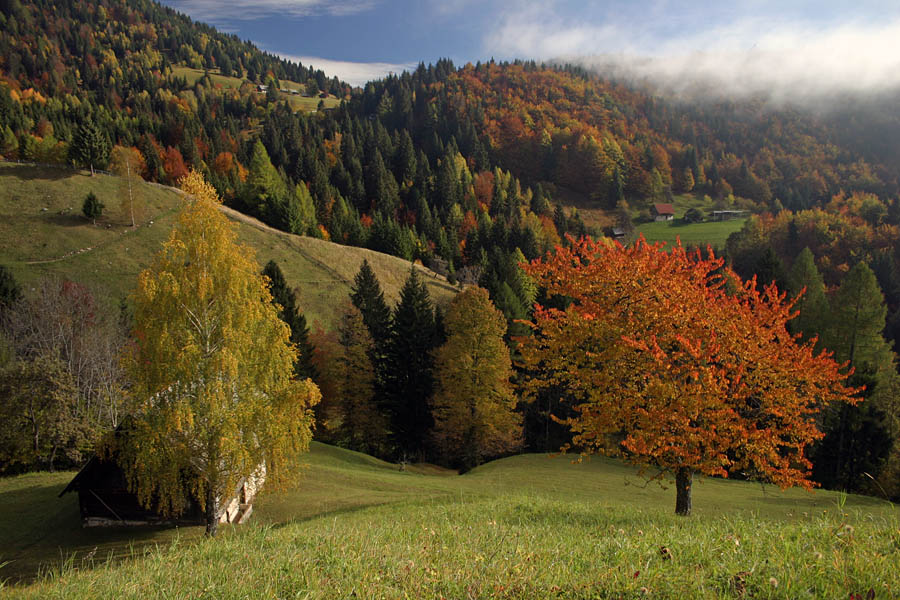 Drevesa
Pri vasici Podjelje.
Ključne besede: podjelje jesen