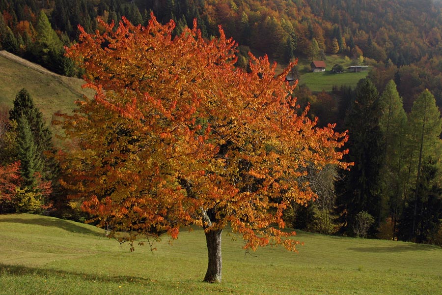 V rdečem
Ob vasi Podjelje.
Ključne besede: drevo podjelje jesen