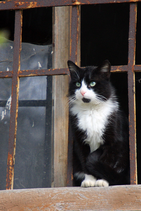 Sam doma
Maček, ki je našel svoj dom v zapuščeni hiši.
Ključne besede: mačka