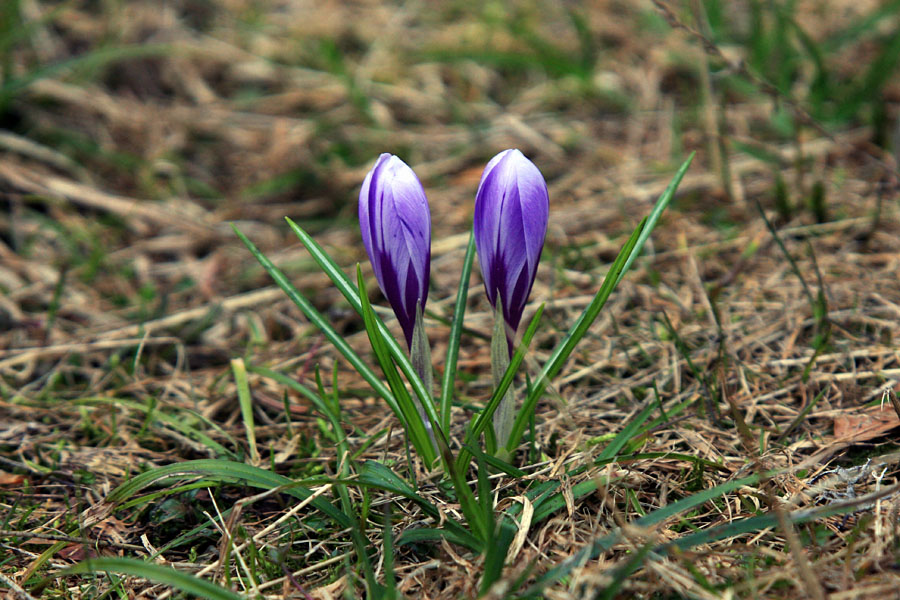 Pomladanski žafran
Pomladanski žafran na Pokljuki.
Ključne besede: pomladanski žafran  crocus vernus