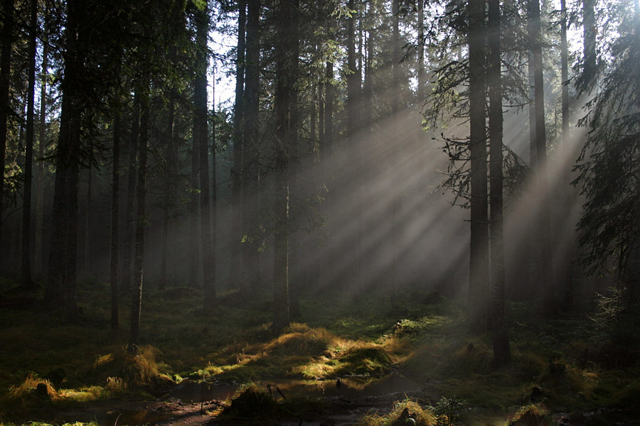 Žarki v gozdu
Nizko je sonce jeseni. Takole si utira pot skozi gozdove na Jelovici.
Ključne besede: jesen jelovica
