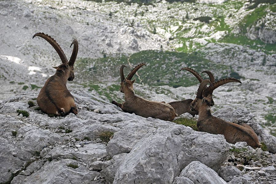 Počitek
Kozorogi pri popoldanskem počitku.
Ključne besede: kozorog capra ibex ibex