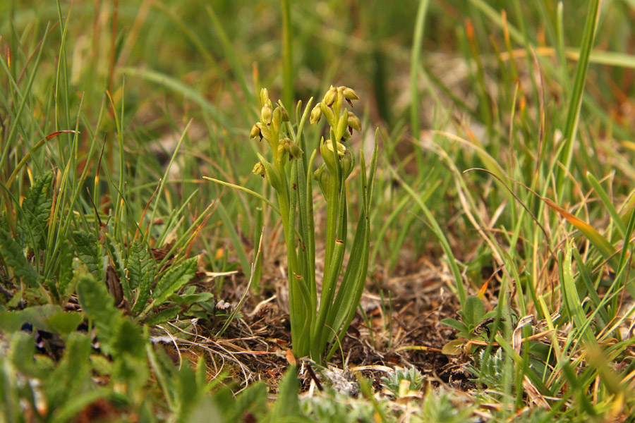 Alpska cepetuljka II.
Alpska cepetuljka je najmanjša kukavičevka, saj od vseh, ki smo jih danes našli v bohinjskih gorah, nobena ni bila višja od 5 cm. Če se lotimo iskanja te zanimive orhideje je najbolje kar sesti ali leči v travo.
Ključne besede: alpska cepetuljka chamorchis alpina