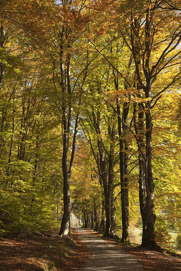 Jesen I.
Pot skozi bukov gozd ob Bohinjskem jezeru.
Ključne besede: bohinj jezero