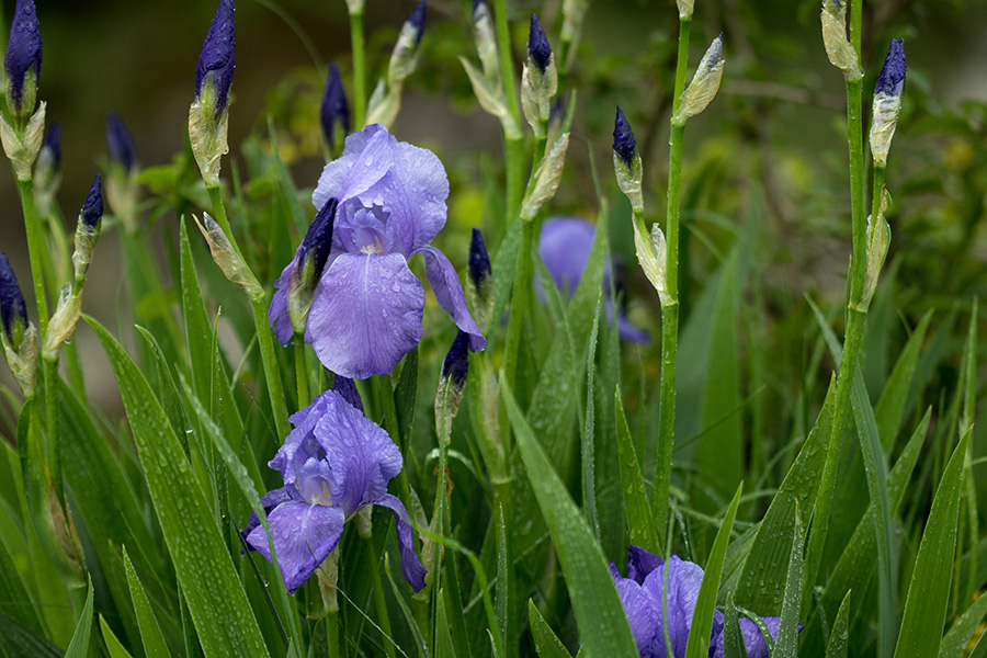 Bohinjska perunika
Čas perunik.
Ključne besede: bohinjska perunika iris cengialti vochinensis