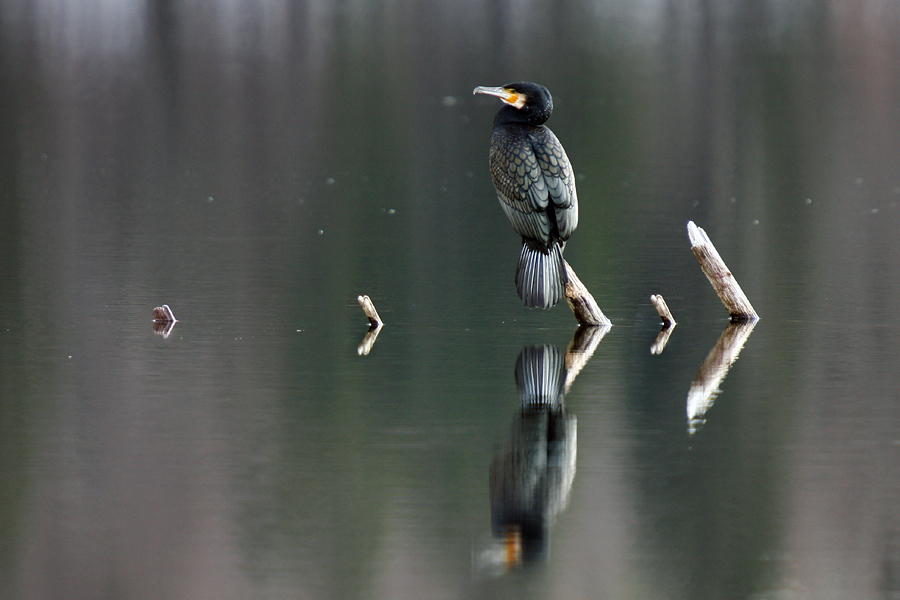Čakajoč
Kormoran na Bohinjskem jezeru.
Ključne besede: kormoran phalacrocorax carbo