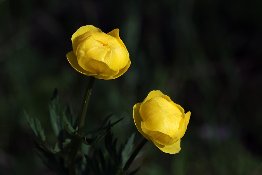 Navadna pogačica
Zlati cvetovi navadne pogačice.
Ključne besede: navadna pogačica trollius europaeus
