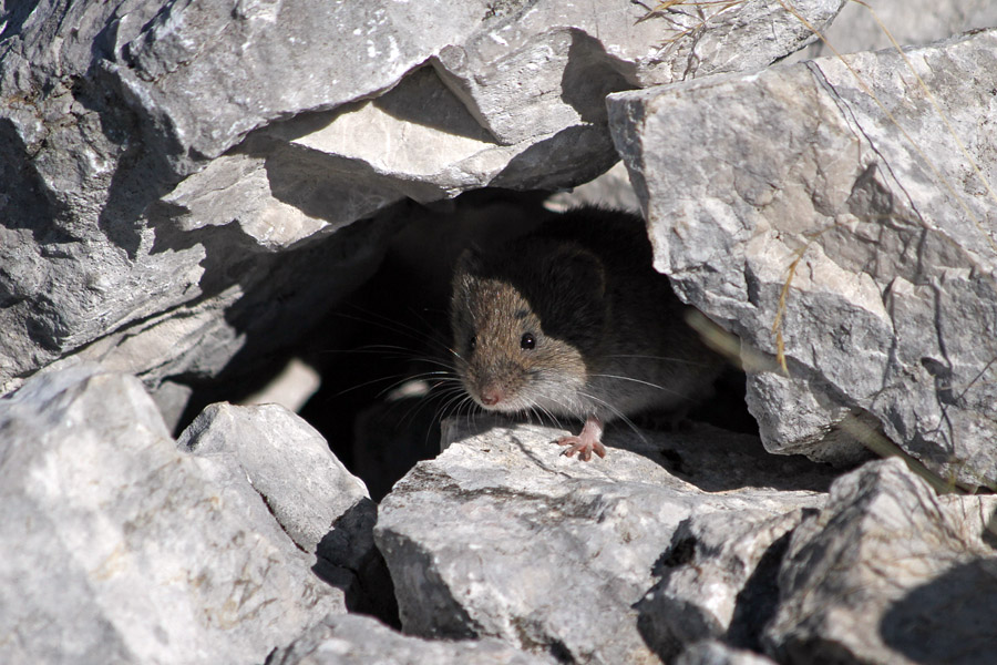 Miška na Jezerskem Stogu I.
Prav na vrhu Jezerskega Stoga je velik kamnit možic. V njem prebiva tale miška, ki je precej zvedava.
Ključne besede: miš