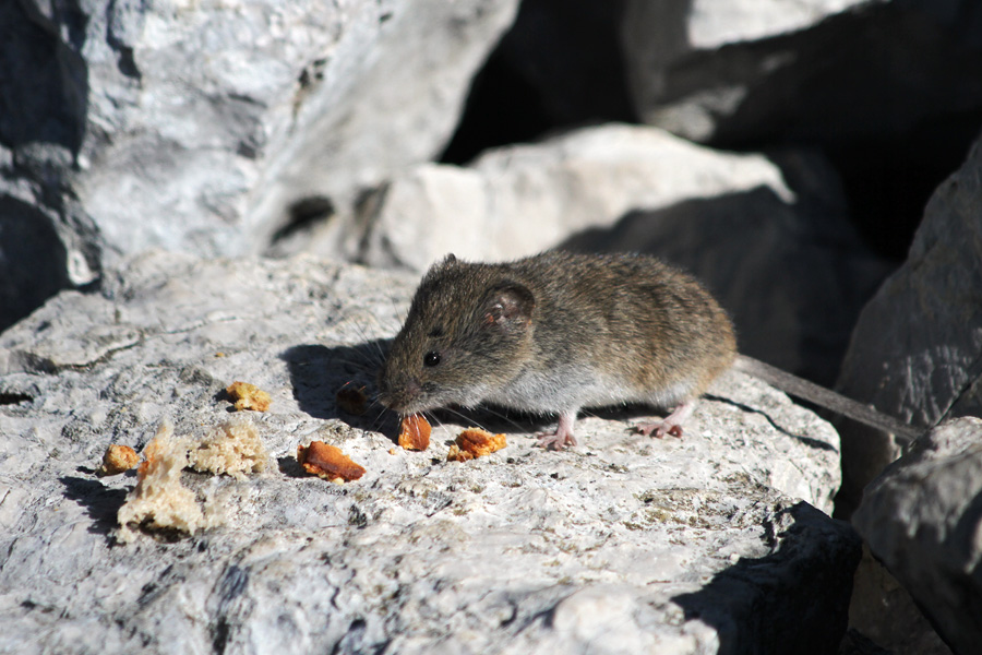 Miška na Jezerskem Stogu II.
Na kamnu sva ji postregla kruh in piškote, počakala par minut in miška je prišla na zajtrk. 
Ključne besede: miš