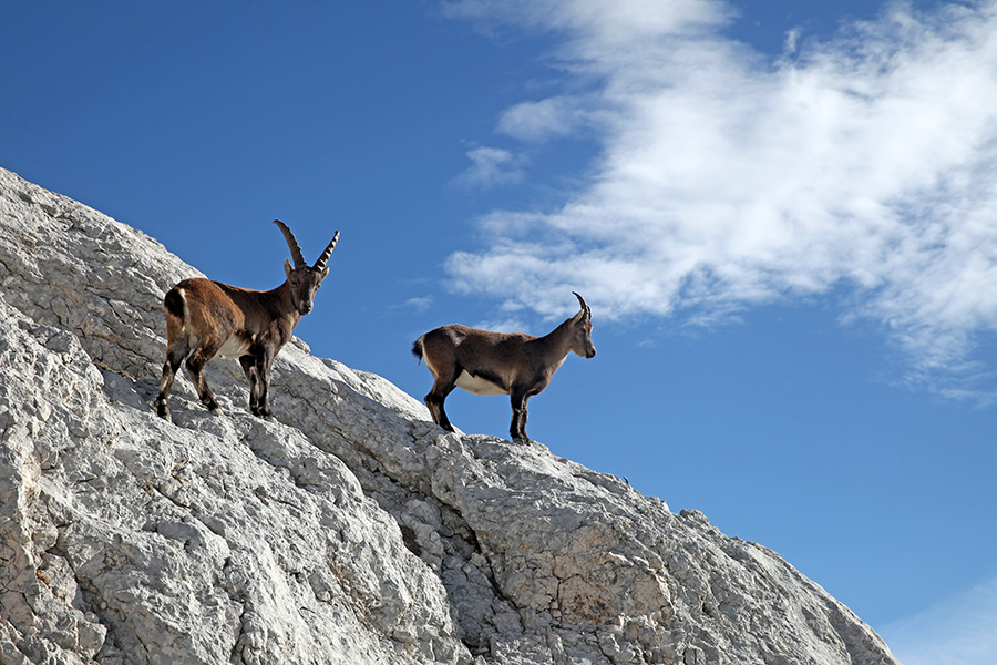 Kozoroga
Nekaj kozorogov sva srečala kar ob poti na Kanjavec.
Ključne besede: kozorog capra ibex ibex