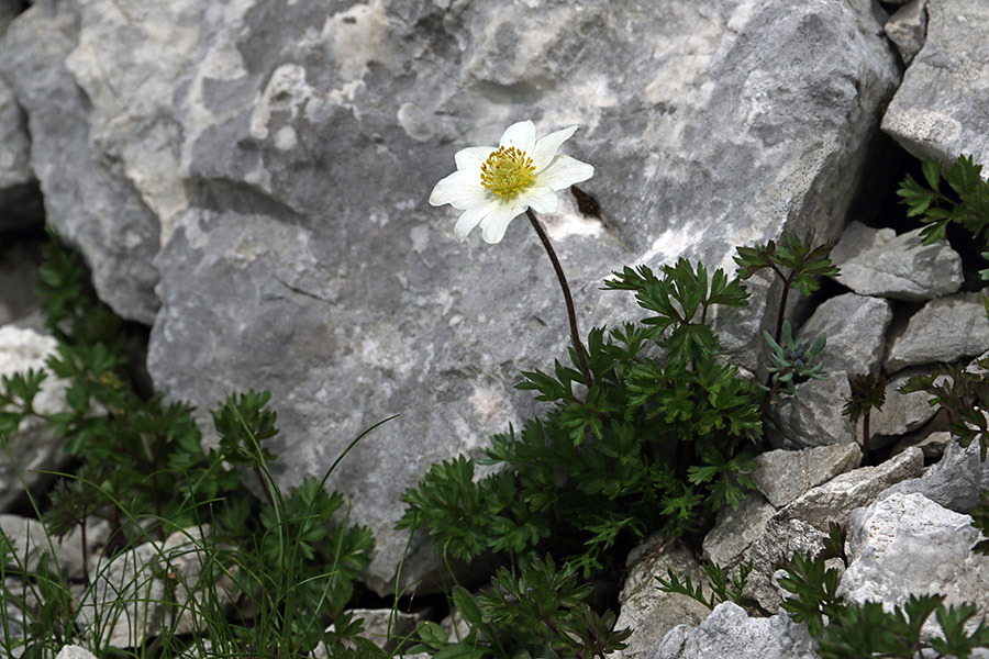 Mala vetrnica
Na meliščih pod Velikim Draškim vrhom.
Ključne besede: mala vetrnica anemone baldensis