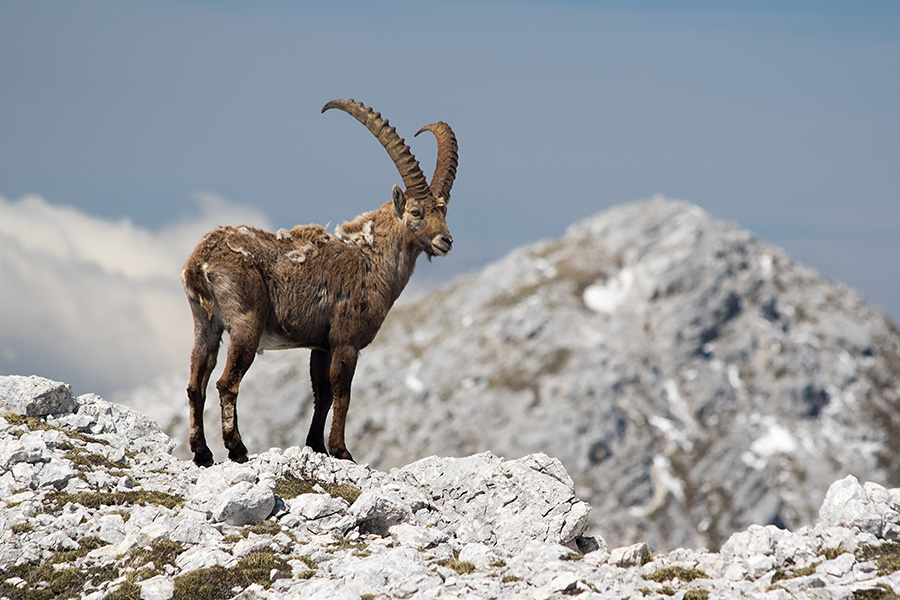 Kozorog
Kozorog.
Ključne besede: kozorog capra ibex ibex