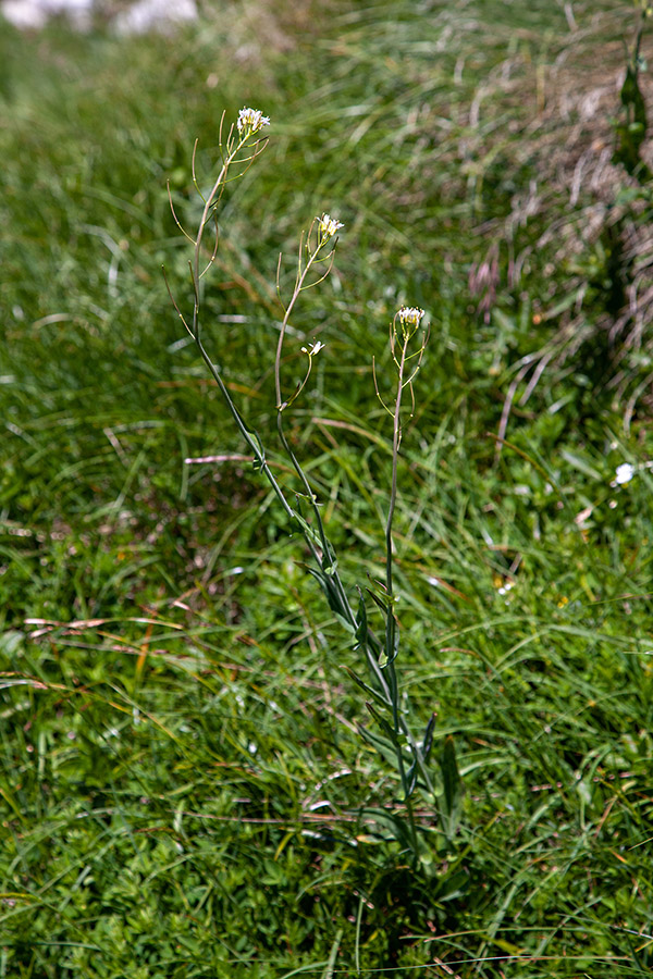 Malocvetni repnjak
Malocvetni repnjak.
Ključne besede: malocvetni repnjak arabis pauciflora