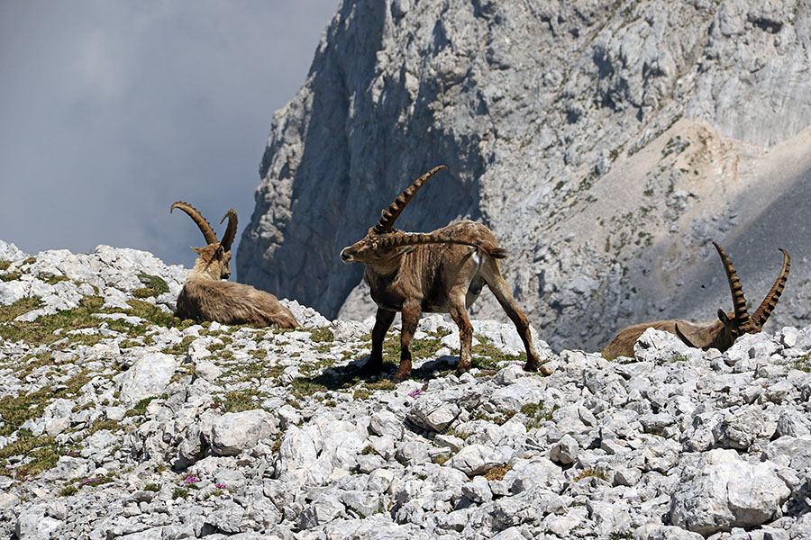Kozorogi
Dolgo rogovje očitno največ služi za praskanje ...
Ključne besede: kozorog capra ibex ibex