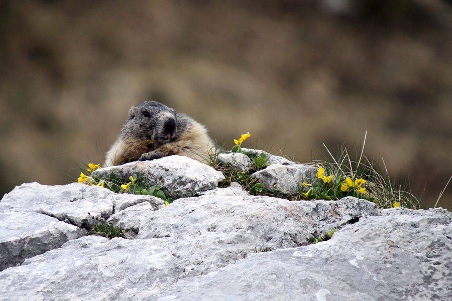 Počitek med avriklji
Takole uživajo alpski svizci ...
Ključne besede: alpski svizec marmota marmota