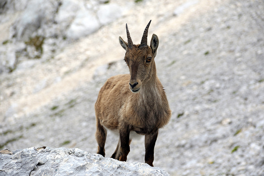 Kozoroginja
Kozoroginja na vznožju Špika nad Nosom.
Ključne besede: kozorog capra ibex ibex