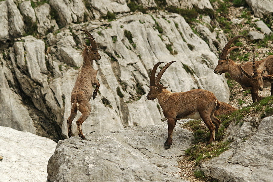 Kozorogi
Postavljanje mladega kozoroga.
Ključne besede: kozorog capra ibex ibex