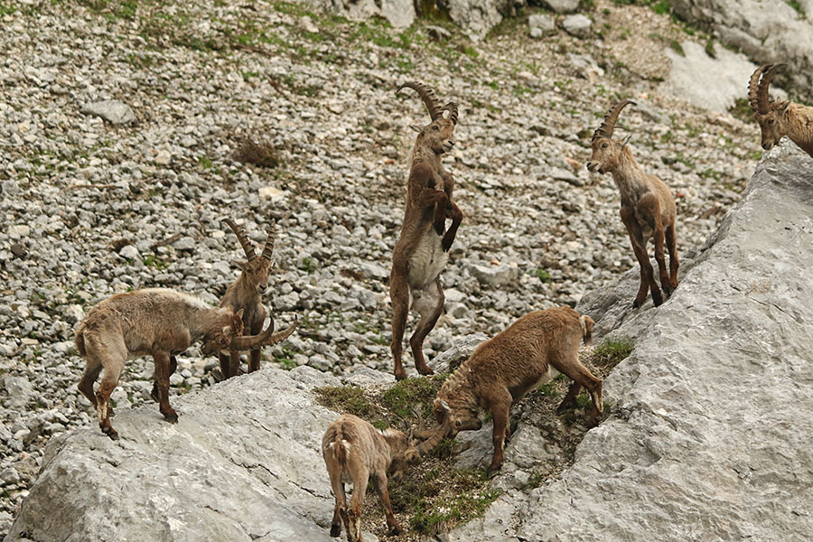 Kozorogi
Postavljanje mladih kozorogov.
Ključne besede: kozorog capra ibex ibex