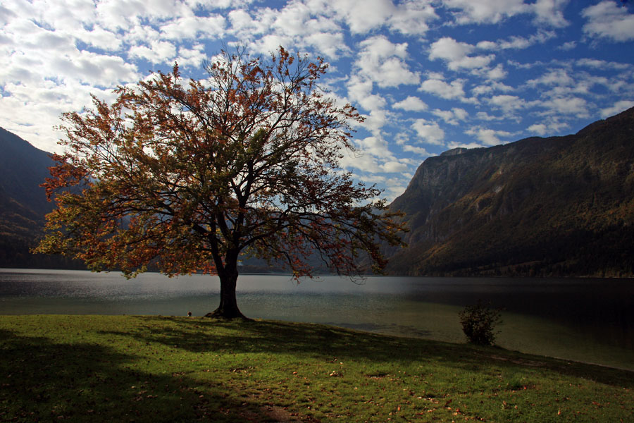 Jesen ob jezeru IV.
Mnogokrat fotografirano drevo ob Bohinjskem jezeru. 
Ključne besede: bohinj jezero