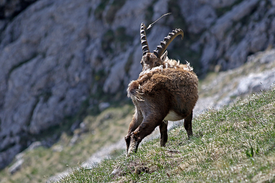 Kozorog menja dlako
Kozorog menja dlako.
Ključne besede: kozorog capra ibex ibex
