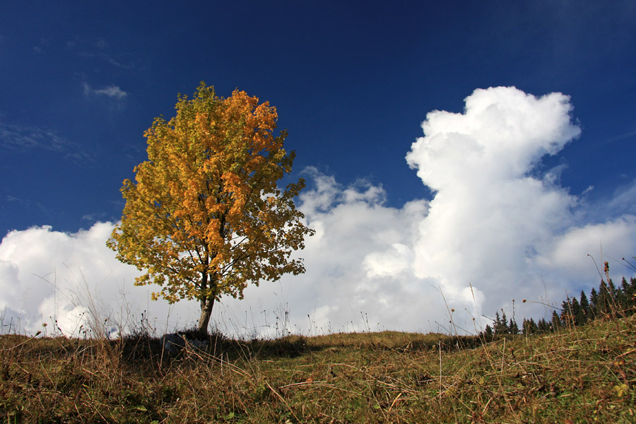 Jesen
Osamljeno drevo na planini Zajamniki.
Ključne besede: planina zajamniki