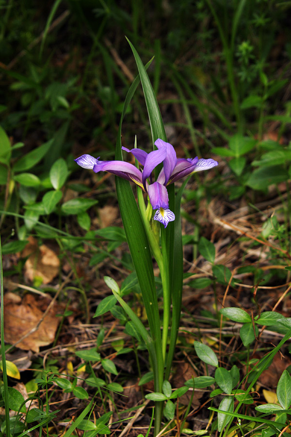 Perunika
Travnolistna perunika (Iris graminea). Med Boh. Bistrico in Brodom.
Ključne besede: travnolistna perunika iris graminea