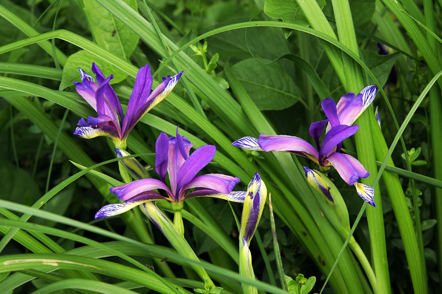 Travnolistne perunike
Travnolistne perunike (Iris graminea) med Brodom in Boh. Bistrico.
Ključne besede: travnolistna perunika iris graminea