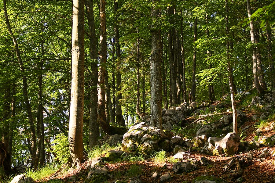 Utrinek
Brezpotje na severni strani Črne gore poteka skozi strm gozd.
Ključne besede: Črna gora