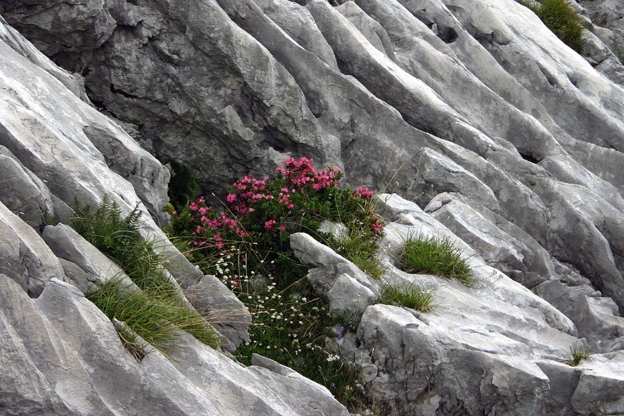 Dlakavi sleč
Dlakavi sleč (Rhododendron hirsutum). Burja v kraškem svetu proti Krnu.
Ključne besede: dlakavi sleč burja rhododendron hirsutum