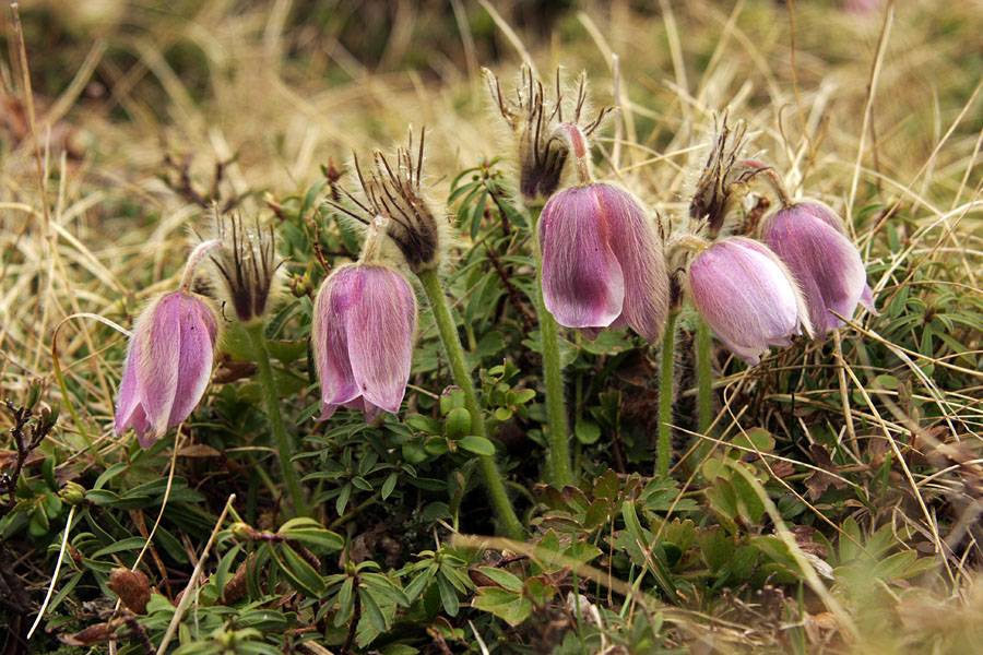 Pet v vrsto
Nekaj cvetov spomladanskega kosmatinca.
Ključne besede: spomladanski kosmatinec pulsatilla vernalis