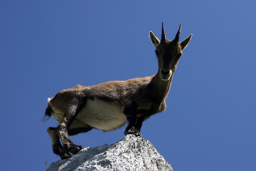 Kozorog
Kozorog ob poti na Špik Hude police.
Ključne besede: kozorog capra ibex ibex
