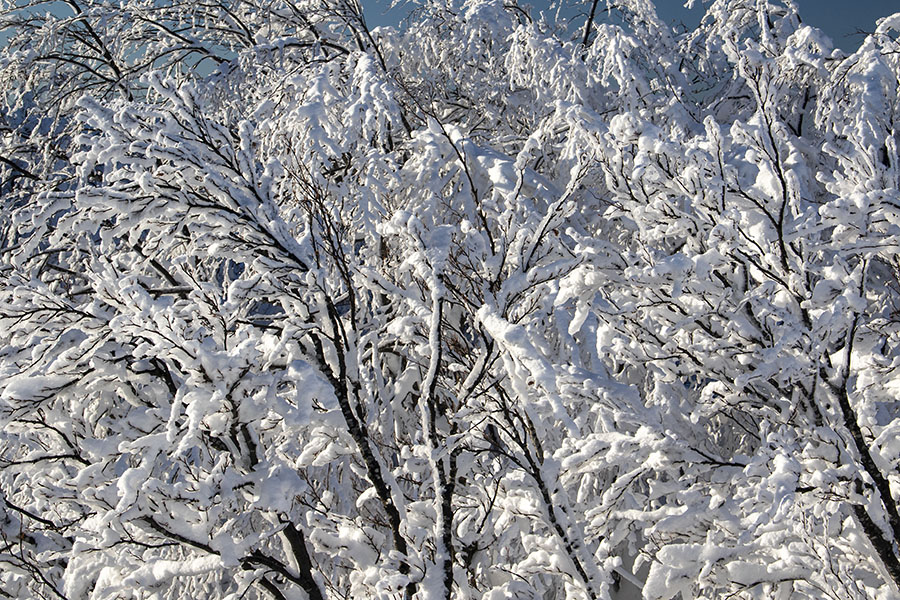 Zima, zima bela
Lepo zasneženo drevje nekje med Možicem in Čevžljem.
Ključne besede: soriška planina možic čevželj