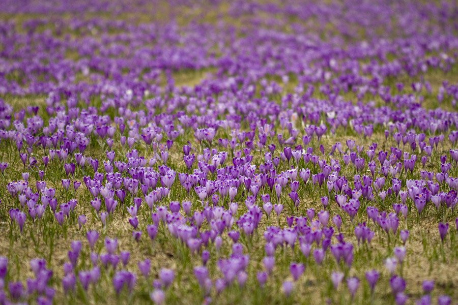 Pomladanski žafran
Modro vijolična preproga pomladanskega žafrana na Pokljuki.
Ključne besede: pomladanski žafran crocus vernus